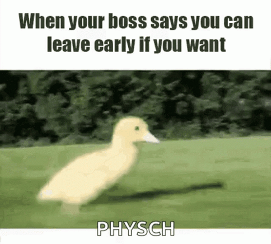 Running Duckling Leaving Work GIF