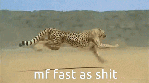 Running Fast Cheetah GIF