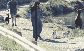 Running Fast Escape A Deer GIF