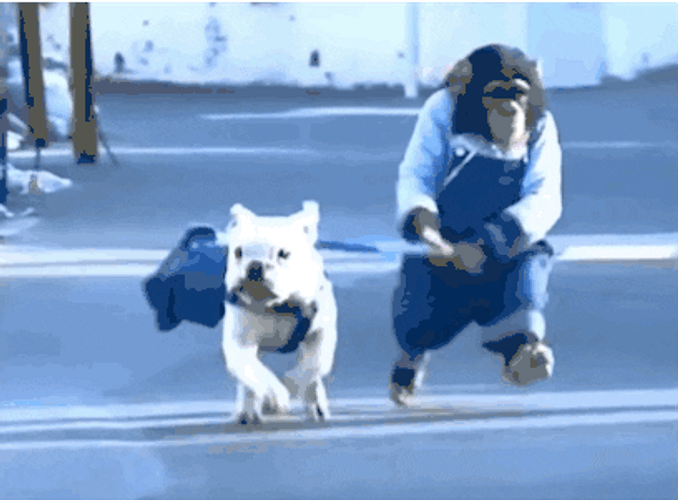 Running French Bulldog With Monkey GIF