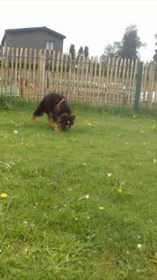 Running German Shepherd GIF