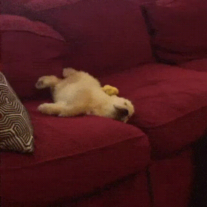 Running In Dreams Dog GIF