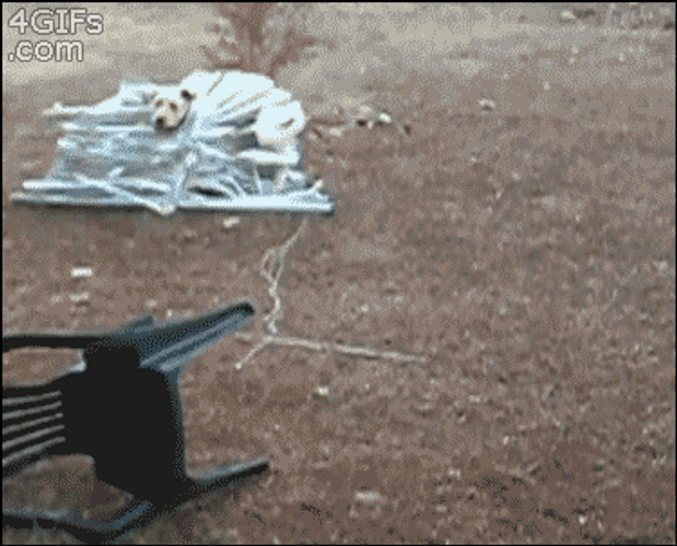 Running Trapped Dog GIF