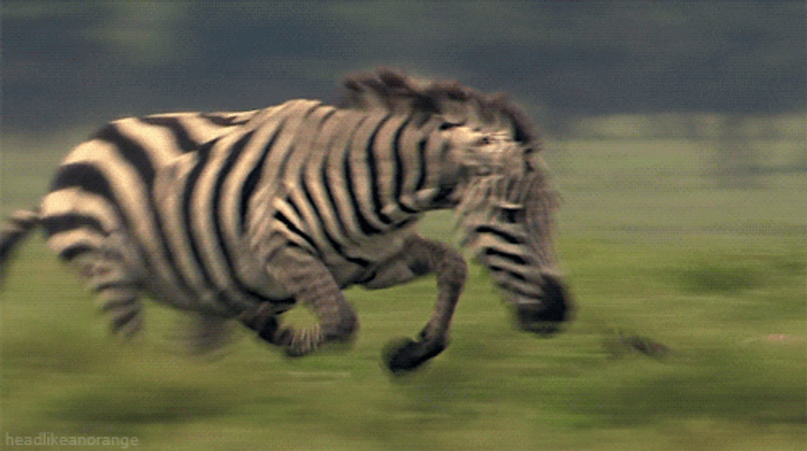 Running Zebra Animal GIF.