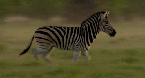 Running Zebra On The Grass GIF
