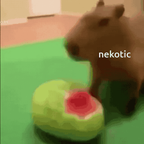 Rushed Eating Capybara Meme GIF