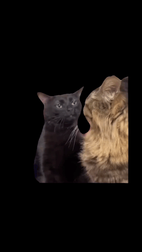 Russian Blue Huh Cat Meme GIF