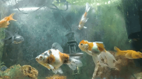 Ryukin Goldfish Fish Swimming GIF