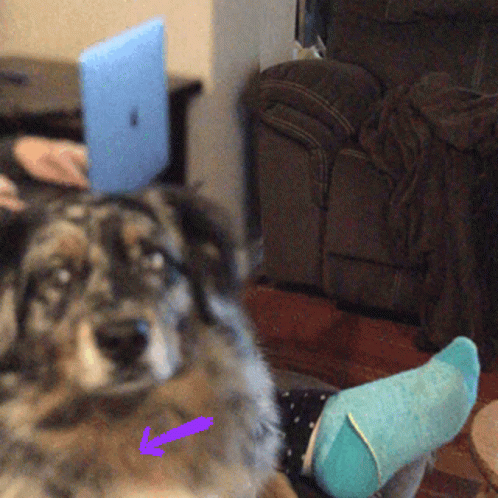 Sad Australian Shepherd Dog GIF
