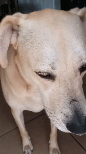 Sad Beige Dog GIF