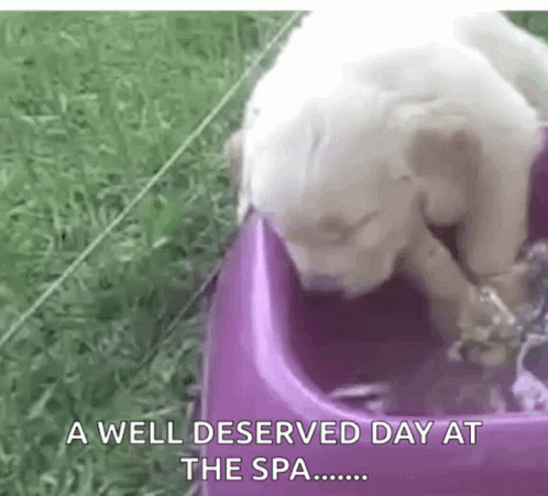 Sad Bichon Frise Dog Spa GIF