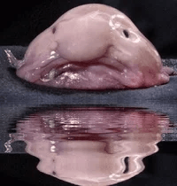 Sad Blobfish Water Reflection GIF