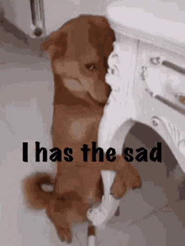 Sad Brown Dog Next to White Table