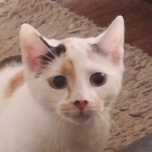 Sad Calico Cat GIF