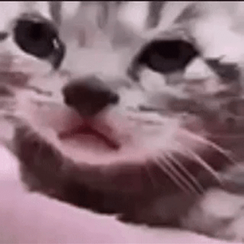 sad cat dancing memes｜TikTok Search