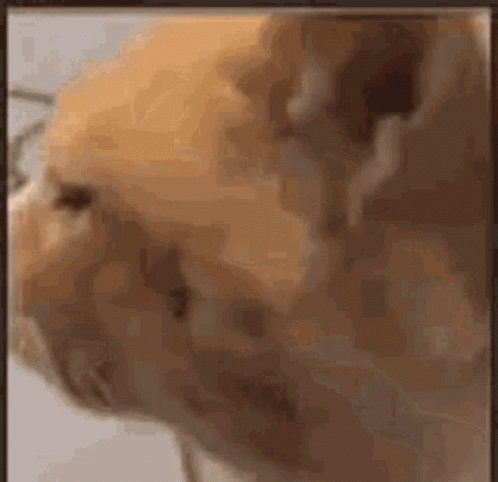 Sad Cat Close-Up