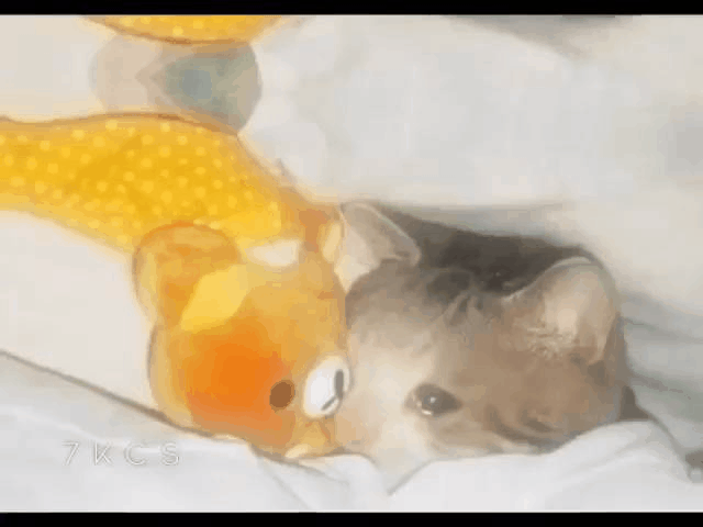 Sad Cat Crying Compilation GIF