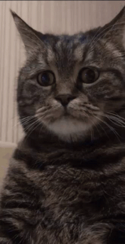 Sad Cat Dead Inside GIF