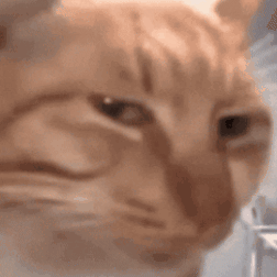 Sad Cat Face Close Up GIF