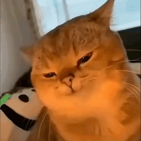 Sad Cat Face