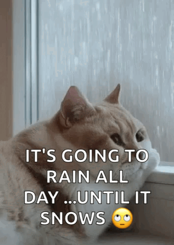 Sad Cat In Rainy Monday GIF