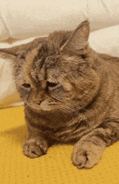 Sad Cat Kitty Gif GIF