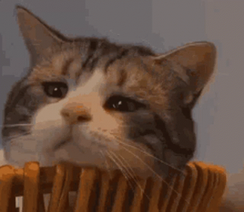 Sad Cat Lazy Staring GIF