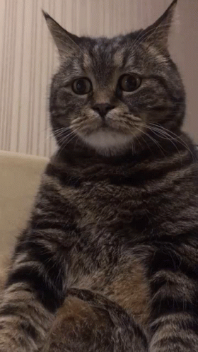 Sad Cat Listening Intently GIF