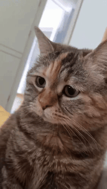 Sad Cat Meow GIF