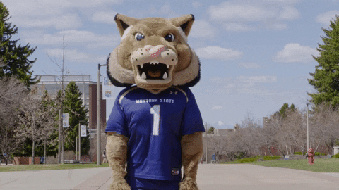 Sad Cat Montana State Mascot Bowing Down GIF