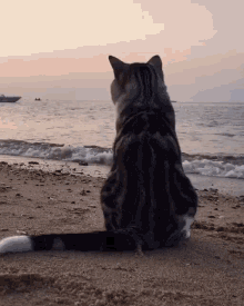 Sad Cat On The Beach GIF