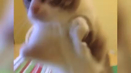 Sad Cat Playing Dead GIF