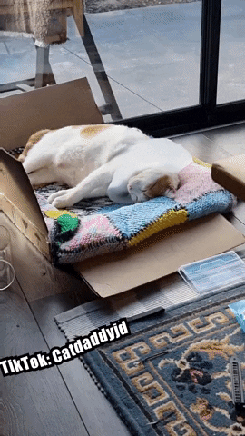 Sad Cat Sleeping On Card Board GIF
