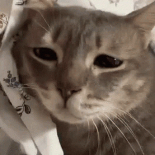 Sad Cat Sleepy Eyes GIF
