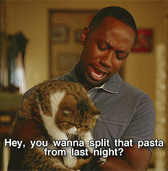 Sad Cat Splitting The Pasta GIF