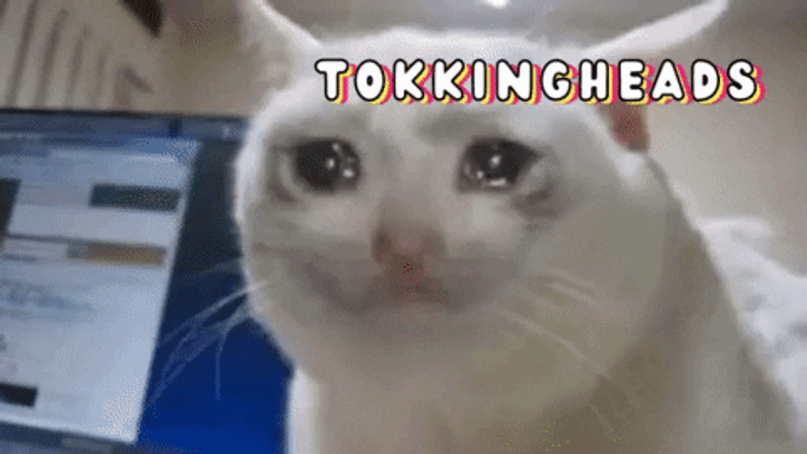 sad cat dancing meme original｜TikTok Search