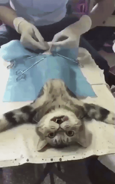 Sad Cat Undergoing Surgery GIF