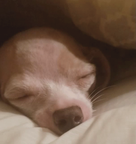 Sad Chihuahua Dog Laying In Bed GIF