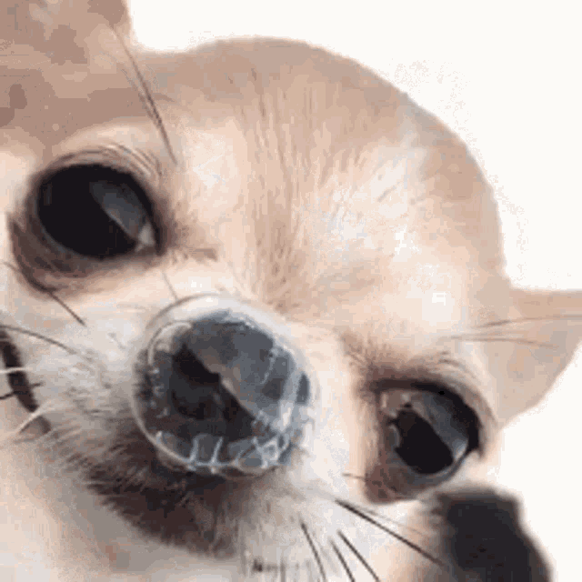 Sad Chihuahua With Wig GIF