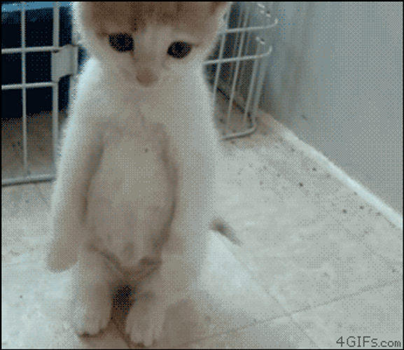 Sad Cute Cat GIF