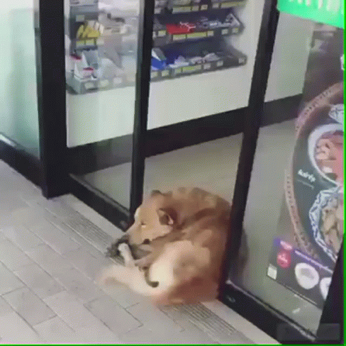 Sad Dog At Store Sliding Doors GIF