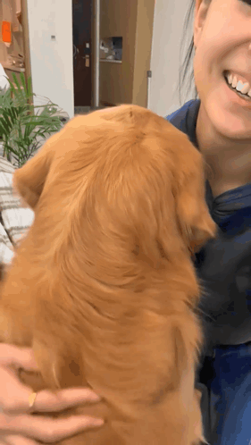 Sad Dog Being Comforted GIF