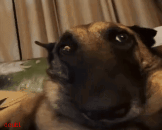 Sad Dog Belgian Shepherd GIF