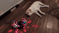 Sad Dog Birthday Party Disco GIF