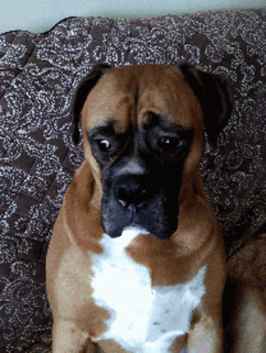 Sad Dog Boxer GIF
