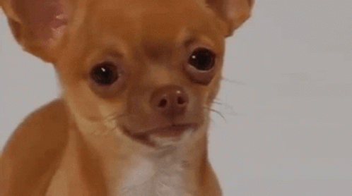 Sad Dog Brown Chihuahua GIF