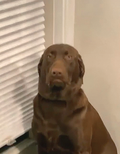 Sad Dog Chesapeake Bay Retriever GIF
