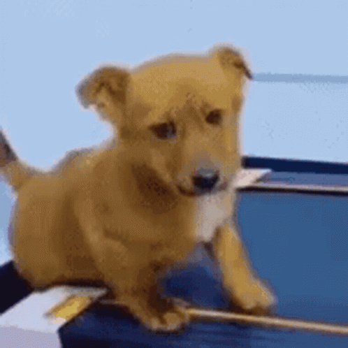 Sad Dog Dorgi GIF