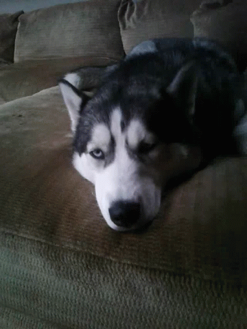Sad Dog Husky GIF