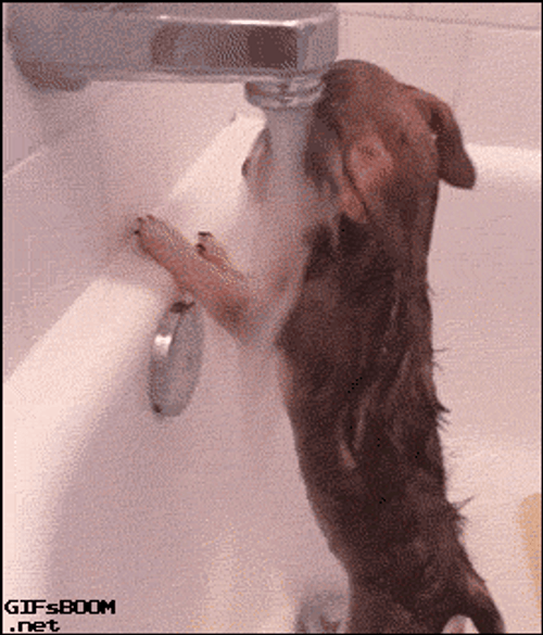 Sad Dog In Bath GIF